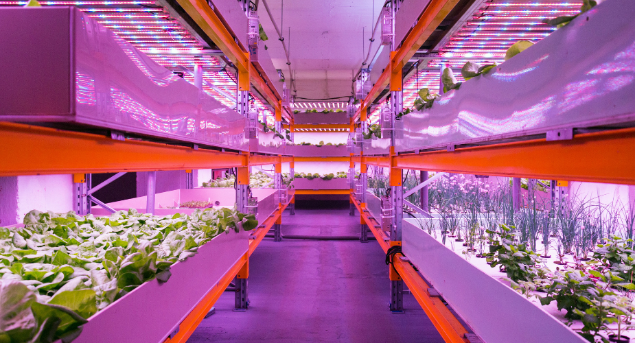 How to Build an Efficient Aquaponics System for Your Home