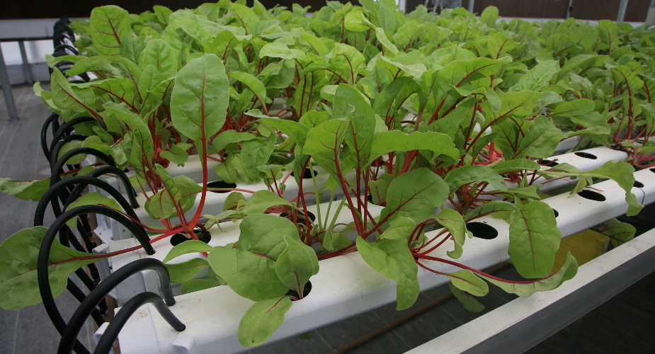 How to Build Your Own DIY Aquaponics System at Home