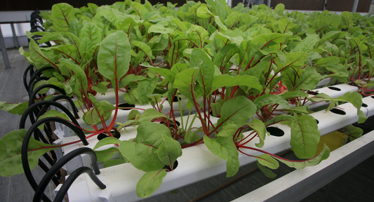 diy aquaponics system - natures generator