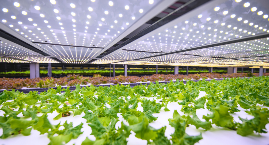 Unlocking the Future of Agriculture with Greenhouse Farming