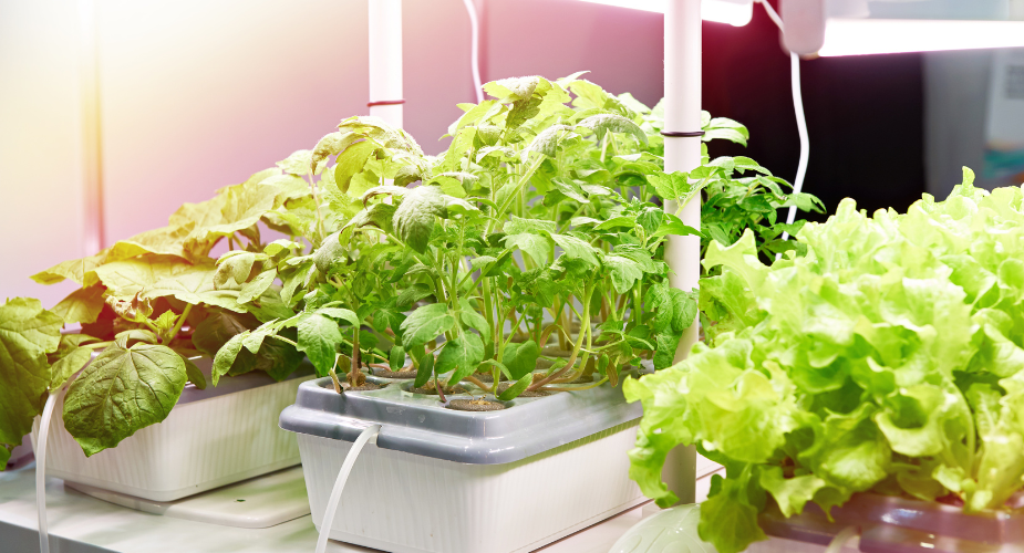Hydroponic Gardening: Grow Fresh Produce Without Soil
