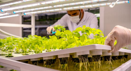hydroponic system - nature generator