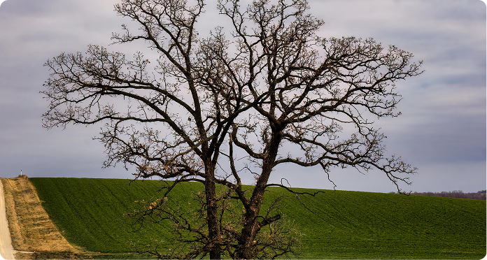 Remote Field Missions 